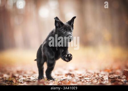 DDR Deutscher Schäferhund Stockfoto