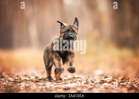 DDR Deutscher Schäferhund Stockfoto