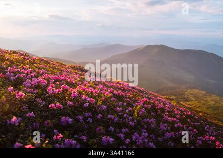 Goldene Sonnenuntergangsstrahlen strahlen strahlen ein magisches Leuchten über einer rhododendronbedeckten Bergwiese aus, mit nebeligen Gipfeln, die sich bis zum Horizont erstrecken. Frühlingsberge. Landschaftsfotografie Stockfoto
