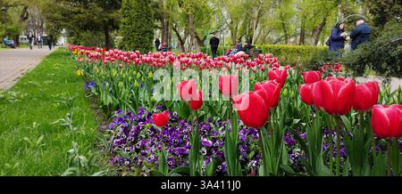 Im Frühling gab es im Park viele rote Tulpen Stockfoto