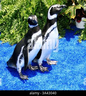 Juni 2007 - Los Angeles, KALIFORNIEN, USA - PENGUIN -. SURF'S UP - PREMIERE -. MANN VILLAGE THEATRE, WESTWOOD, KALIFORNIEN - 06.02.2007 -. NINA PROMMER/ 2007.K52981NP(Bild: © Globe Photos/ZUMAPRESS.com) Stockfoto