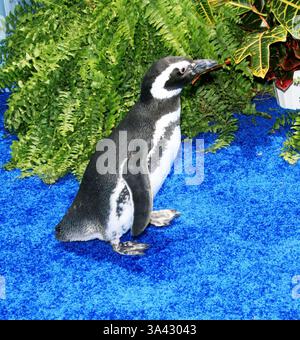 Juni 2007 - Los Angeles, KALIFORNIEN, USA - PENGUIN -. SURF'S UP - PREMIERE -. MANN VILLAGE THEATRE, WESTWOOD, KALIFORNIEN - 06.02.2007 -. NINA PROMMER/ 2007.K52981NP(Bild: © Globe Photos/ZUMAPRESS.com) Stockfoto