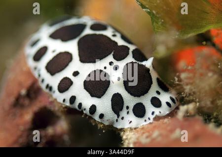 Extreme Nahaufnahme der Nacktschnecke von Leoparden (Peltodoris atromaculata), die über Schwamm (Porifera), Mittelmeer, Maddalena-Archipel kriechen Stockfoto