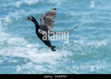 Brandts Kormoran, Urile penicillatus, alleinerziehender Erwachsener im Zuchtgefieder im Flug über das Meer, Landung, La Jolla, San Diego, Kalifornien, USA Stockfoto