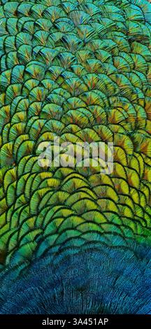 Atemberaubende Makrofotografie von Pfauenfedern: Erkunden Sie die schillernden Texturen und lebendigen Muster dieses exotischen Naturwunders. Ornamentale und symmetrische Details betonen Schönheit und Eleganz. Vertikale Fotografie Stockfoto