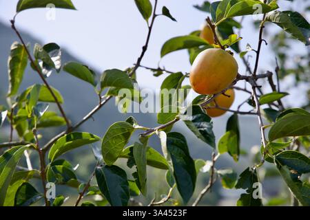 Gwangyang City, Südkorea - 3. Oktober 2021: Eine Nahaufnahme von Persimmonen, die auf einem Baum Reifen, mit leuchtend grünen Blättern, die von Sonnenlicht und A beleuchtet werden Stockfoto