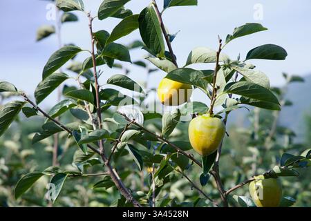 Gwangyang City, Südkorea - 3. Oktober 2021: Nahaufnahme reifer Persimmonen, die auf einem Baum wachsen, in Sonnenlicht getaucht. Die goldgelben Früchte stehen im Kontrast Stockfoto