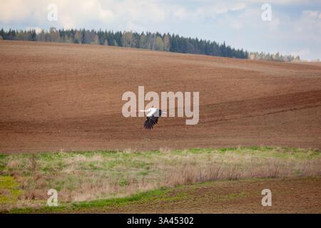 Weißstorch (Ciconia ciconia), der während der Erntezeit in Polen über gepflügte Felder fliegt Stockfoto
