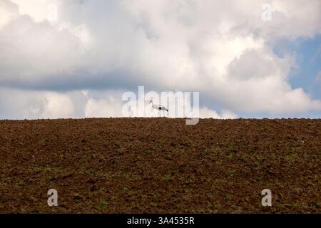 Weißstorch (Ciconia ciconia) auf einem Hügel in gepflügten Feldern während der Erntezeit, Polen Stockfoto