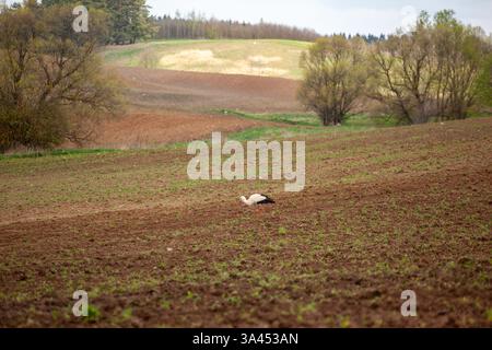 Weißstorch (Ciconia ciconia), der während der Erntezeit in Polen auf gepflügten Feldern auf Nahrungssuche geht Stockfoto
