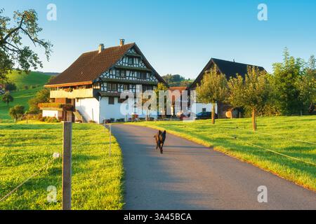 Idyllischer Panoramablick auf das rustikale Dorf mit großem Hund auf der Straße zwischen üppig grünen sanften Hügeln am Morgen in Hirzel, Schweiz Stockfoto