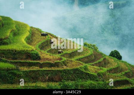 Ländliche Szene mit üppig grünen Reisterrassen mit einer Büffelherde, die am Morgen in der Landschaft Vietnams auf einem Hügel weidet Stockfoto