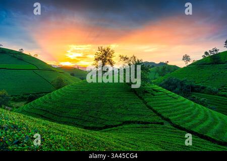 Malerischer Blick auf den Sonnenuntergang über dem Long Coc Tea Hill auf landwirtschaftlichem Feld während der Ernte auf dem Land in Phu Tho, Vietnam Stockfoto