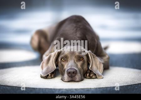 Weimaraner Stockfoto