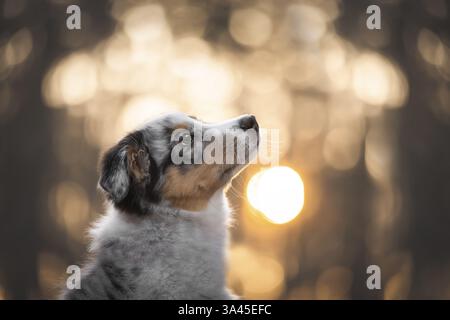 Australian Shepherd Welpen Stockfoto