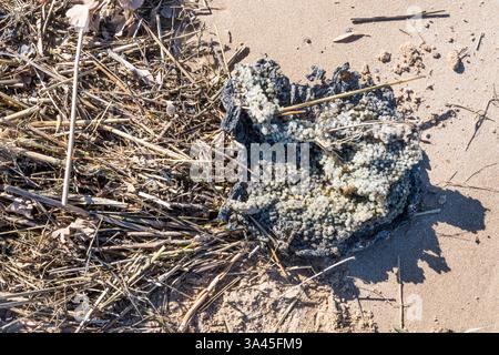 18. März 2025. Kunststoffverschmutzung in Form verbrannter und geschmolzener Nurdles (Pellets aus Kunststoffharz), die an einem Strand von North Norfolk nach der Kollision des Containerschiffs Solong und der Stena Immaculate vor der Mündung von Humber am 10. März 2025 angespült wurden. Stockfoto