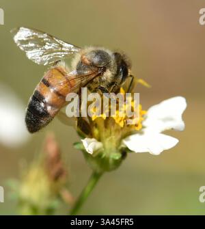 Honigbiene (APIs mellifera) auf spanischer Nadel (Bidens alba). Die spanische Nadel ist die am dritthäufigsten zugängliche Nektarquelle für die Honigproduktion i Stockfoto