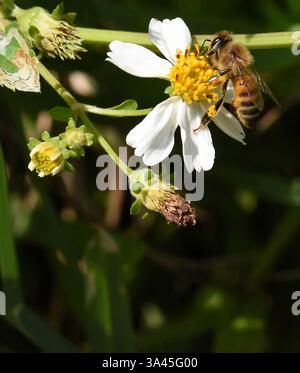 Honigbiene (APIs mellifera) auf spanischer Nadel (Bidens alba). Die spanische Nadel ist die am dritthäufigsten zugängliche Nektarquelle für die Honigproduktion i Stockfoto