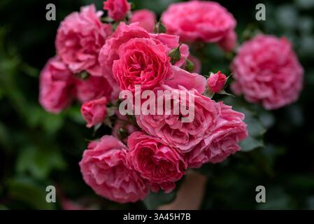 Rosa Kletterrosenstrauch blüht auf bogenförmigen Ästen, Kletterrose im Garten Stockfoto