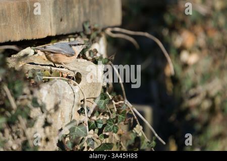 Gewöhnlicher Vogel Sitta europaea alias eurasischer Nackthaken, der auf dem Boden thront. Die Natur der Tschechischen republik. Stockfoto