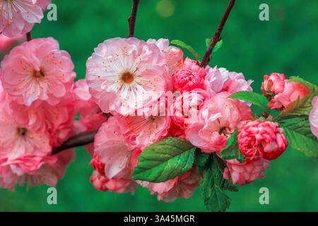 Rosa Blüten auf Blütensakura im Frühlingsgarten Nahaufnahme. Schöne rosafarbene japanische Kirschblumenköpfe von verschwommenem grünem Bokeh-Hintergrund. Blütenzweig Stockfoto