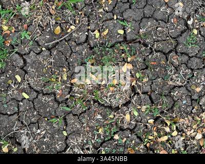 Trockener Boden bricht mit verwelktem Gras und Pflanzen. Trockenheit ist im Sommer üblich, da der Boden weniger Wasser hat und zu Rissen und Austrocknen führt. Natur und W Stockfoto