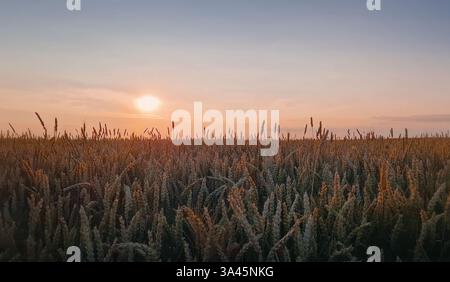 Goldenes Weizenfeld im Sonnenuntergang. Wunderschöne ländliche Landschaft unter der Sommersonne. Reifeohren, Erntezeit, landwirtschaftlicher Hintergrund Stockfoto