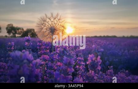 Flauschiger Löwenzahn vor dem pulsierenden Sonnenuntergang im violetten Lavendelfeld. Wunderschöne Sommerlandschaft, duftende lavandula-Pflanzen auf der Wiese Stockfoto