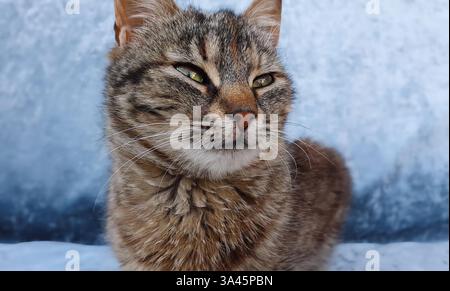 Nahaufnahme Porträt eines entzückenden kleinen, gestreiften, grauen Kätzchens mit braunen Flecken, die auf einem blauen Hintergrund neugierig sind. Stockfoto
