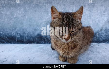 Porträt in voller Länge eines entzückenden kleinen gestreiften grauen Kätzchens mit braunen Flecken, die auf einem blauen Hintergrund des Sofas mit Kopierraum schlafen. Niedliche Katze, die mich ausruht Stockfoto
