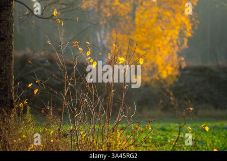 Die letzten Farben vor dem Winter sind sehr stark und zauberhaft. Auf Feldern und Wäldern in Skandinavien. Stockfoto