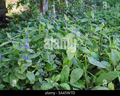 Alkanet Stockfoto