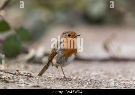 Robin (Erithacus rubecula) steht an einer Mauer in Cheshunt, Herts Stockfoto