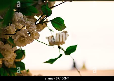 Weiße Rosen am Strand Stockfoto