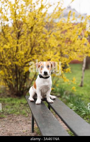 Der entzückende Jack Russell Terrier Hund sitzt auf einer Bank unter dem gelb blühenden Forsythienstrauch an einem regnerischen Tag im Frühjahr. Niedliches Porträt von Hündchenbekleidung Stockfoto