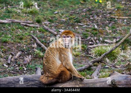 Barbarenmakaken Macaca Sylvanus auf einem Baumstamm. Ein Berbermakaken, der auf einem Baumstamm in einer natürlichen Umgebung sitzt, umgeben von Gras und Ästen. Stockfoto