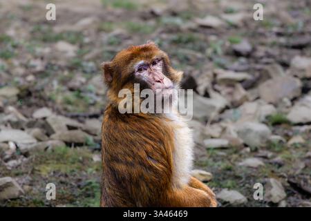 Berbermakaken Macaca Sylvanus sitzt auf felsigem Boden. Ein Berbermakaken, der auf felsigem Boden sitzt und auf die Kamera blickt. Stockfoto