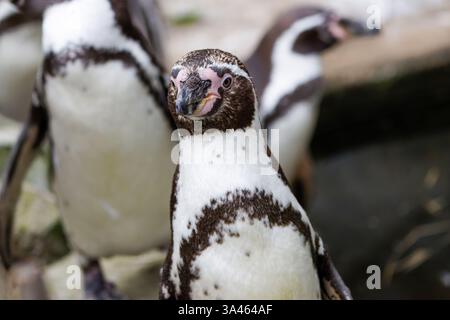 Nahaufnahme des Humboldt-Pinguins im Naturraum. Nahaufnahme eines Humboldt-Pinguins, Spheniscus humboldti mit markanten schwarz-weißen Markierungen, steht Stockfoto
