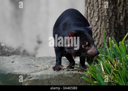 Tasmanian Devil on Rock in der Nähe von Pflanzen. Ein tasmanischer Teufel, Sarkophilus harisii, der auf einem Felsen in der Nähe grüner Pflanzen steht, mit einem Baumstamm im Hintergrund. Stockfoto