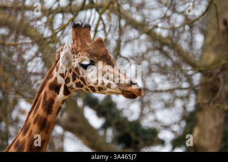 Giraffen-Nahaufnahme in Natural Habitat. Nahaufnahme eines Giraffen-Kopfes mit einem unscharfen natürlichen Hintergrund. Stockfoto