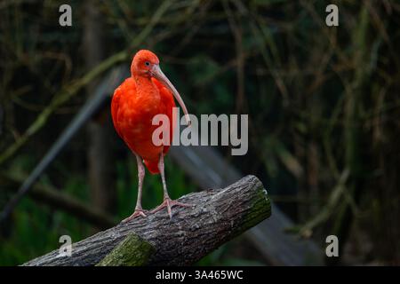 Scharlach Ibis hoch, Eudocimus ruber auf Baumzweig. Scarlet ibis auf einem Baumzweig in einer natürlichen Umgebung. Stockfoto
