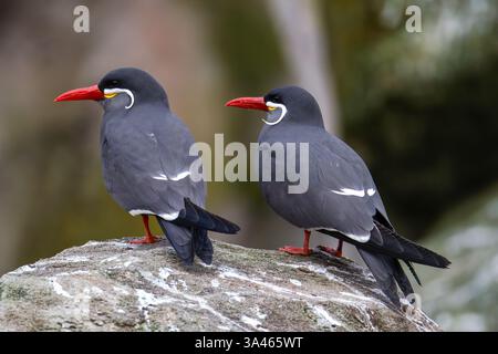 Zwei Inka-Seeschwalben, Larosterna-inka mit markanten roten Schnäbeln und weißen Schnurrbart-ähnlichen Markierungen auf einem Felsen. Stockfoto