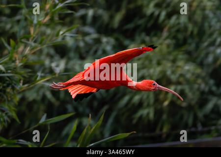 Scharlach Ibis, Eudocimus ruber im Flug. Ein leuchtendes, scharlachrotes ibis im Flug vor einem üppig grünen Hintergrund. Stockfoto