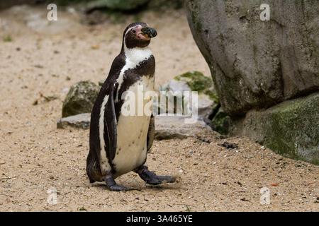 Pinguin steht auf sandigem Boden. Ein Pinguin, Spheniscus humboldti, der auf sandigem Boden in der Nähe von Felsen in einem natürlichen Lebensraum steht. Stockfoto