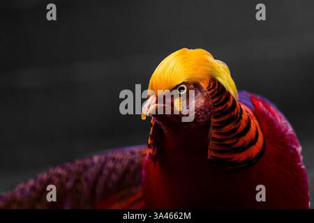 Goldener Fasan, Chrysolophus pictus, Nahaufnahme mit lebendigem Gefieder. Nahaufnahme eines Goldenen Fasans mit leuchtendem gelb-rotem Gefieder gegen Dunkelheit Stockfoto