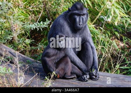 Paar Schwarze Sulawesi-Makaken, Maca nigra in Natural Habitat. Ein Paar schwarzer Makaken, die zusammen auf einem Baumstamm in einer üppigen grünen Umgebung sitzen. Die Anzeige Stockfoto