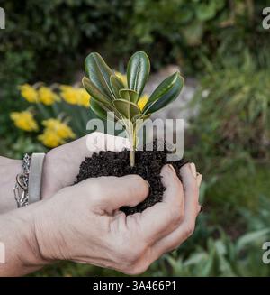 Hände einer erwachsenen Frau, die eine keimende Pflanze hält. Stockfoto