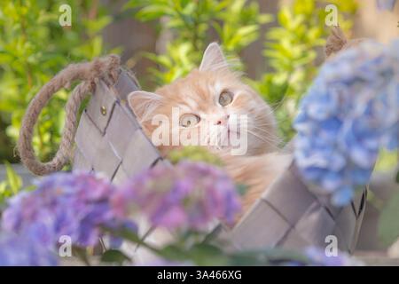Deutsch Langhaar-Kater Stockfoto