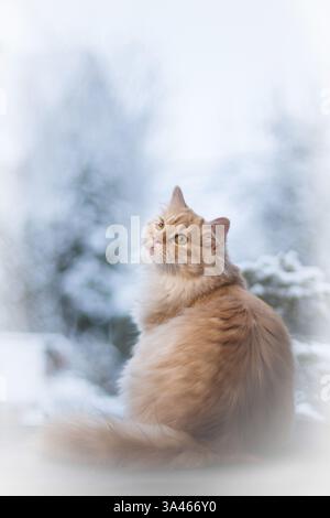 Deutsch Langhaar-Kater Stockfoto