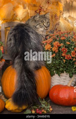 Deutsch Langhaar-Kater Stockfoto
